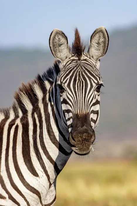 Framed Print : RF - Grant's zebra (Equus quagga boehmi) head portrait, Masai-Mara Game Reserve, Kenya. (This image may be licensed either as rights managed or royalty free.) Framed Print : RF - Grant's zebra (Equus quagga boehmi) head portrait, Masai-Mara Game Reserve, Kenya. (This image may be licensed either as rights managed or royalty free.)