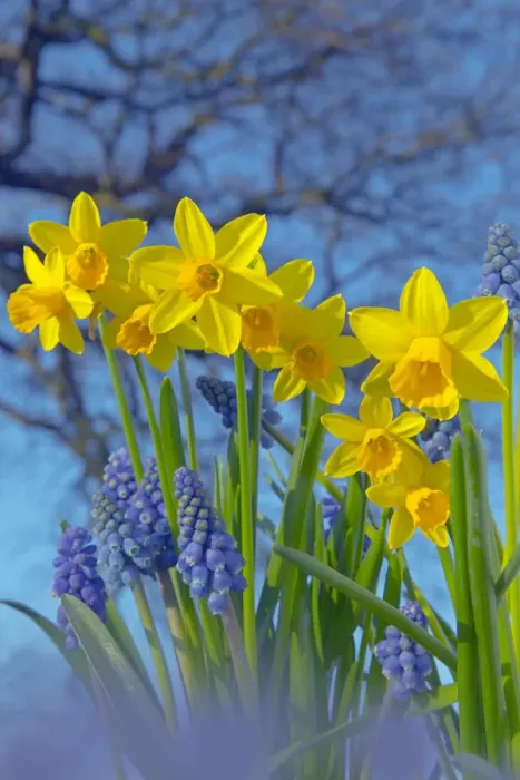 Framed Print : RF- Grape hyacinths (Muscari) and Daffodils (Narcissus sp) in flower, Norfolk, UK, March Framed Print : RF- Grape hyacinths (Muscari) and Daffodils (Narcissus sp) in flower, Norfolk, UK, March