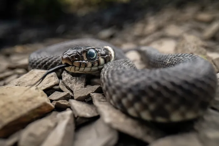 Framed Print : RF - Grass snake (Natrix natrix) juvenile with its tongue out,  Lucerne, Switzerland. July. (This image may be licensed either as rights managed or royalty free.)