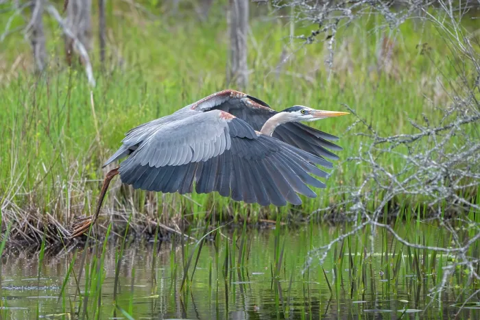 Framed Print : RF - Great blue heron (Ardea herodias) taking flight from pond, Acadia National Park, Maine, USA. May. (This image may be licensed either as rights managed or royalty free.) Framed Print : RF - Great blue heron (Ardea herodias) taking flight from pond, Acadia National Park, Maine, USA. May. (This image may be licensed either as rights managed or royalty free.)