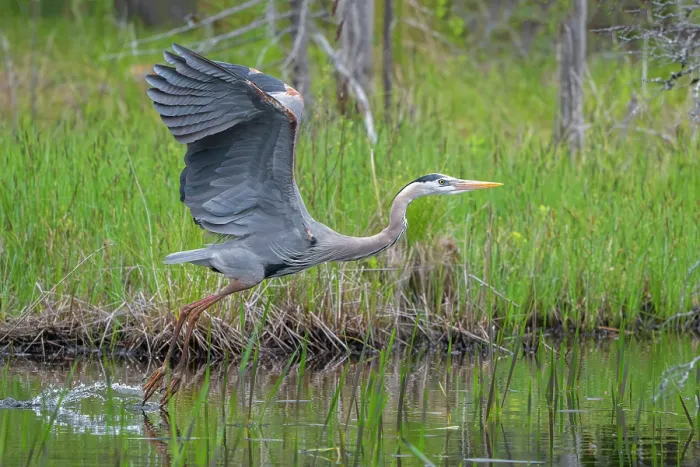 Framed Print : RF - Great blue heron (Ardea herodias) taking flight from pond, Acadia National Park, Maine, USA. May. (This image may be licensed either as rights managed or royalty free.) Framed Print : RF - Great blue heron (Ardea herodias) taking flight from pond, Acadia National Park, Maine, USA. May. (This image may be licensed either as rights managed or royalty free.)