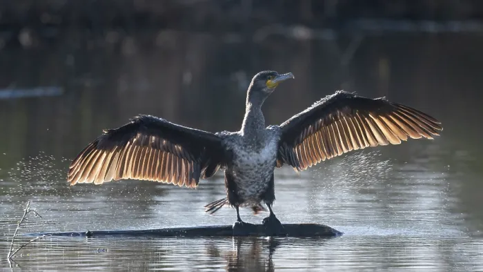 Framed Print : RF - Great cormorant (Phalacrocorax carbo) juvenile, drying and shaking its wings, backlit, Kruibeekse Polder, Belgium. April
