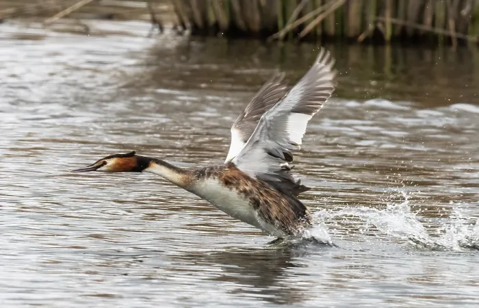 Framed Print : RF - Great crested grebe (Podiceps cristatus) running and taking off from the water, Cherine Nature Reserve, La Brenne, France. April Framed Print : RF - Great crested grebe (Podiceps cristatus) running and taking off from the water, Cherine Nature Reserve, La Brenne, France. April