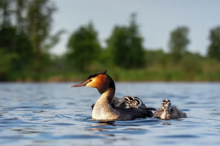Framed Print : RF - Great crested grebe (Podiceps cristatus) on water carrying chicks on its back, Valkenhorst Nature Reserve, The Netherlands. May Framed Print : RF - Great crested grebe (Podiceps cristatus) on water carrying chicks on its back, Valkenhorst Nature Reserve, The Netherlands. May