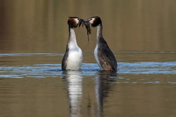 Framed Print : RF - Great crested grebes (Podiceps cristatus) pair performing weed dance courtship display, Norfolk, England, UK. February