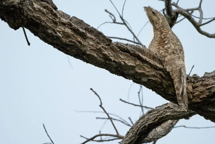 Framed Print : RF - Great potoo (Nyctibius grandis) perched in a tree, Aguaisal, El Beni, Bolivia. (This image may be licensed either as rights managed or royalty free.) Framed Print : RF - Great potoo (Nyctibius grandis) perched in a tree, Aguaisal, El Beni, Bolivia. (This image may be licensed either as rights managed or royalty free.)