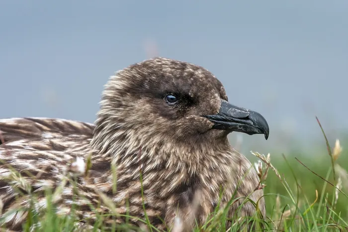 Framed Print : RF - Great skua (Stercorarius skua) brooding, portrait, Hermaness National Scenic Area, Shetland, Scotland, UK. June Framed Print : RF - Great skua (Stercorarius skua) brooding, portrait, Hermaness National Scenic Area, Shetland, Scotland, UK. June