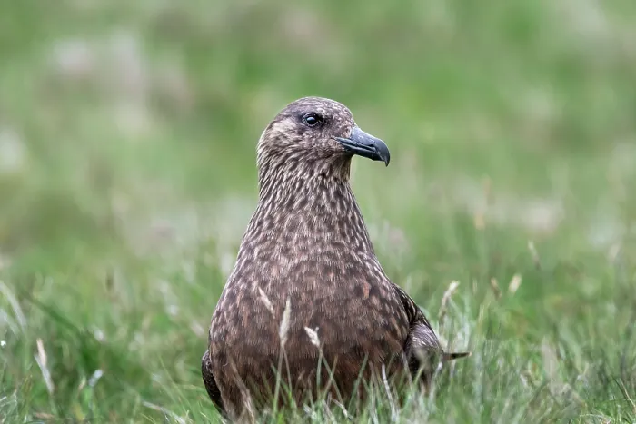Framed Print : RF - Great skua (Stercorarius skua) portrait, Hermaness National Scenic Area, Shetland, Scotland, UK. June. (This image may be licensed either as rights managed or royalty free.) Framed Print : RF - Great skua (Stercorarius skua) portrait, Hermaness National Scenic Area, Shetland, Scotland, UK. June. (This image may be licensed either as rights managed or royalty free.)