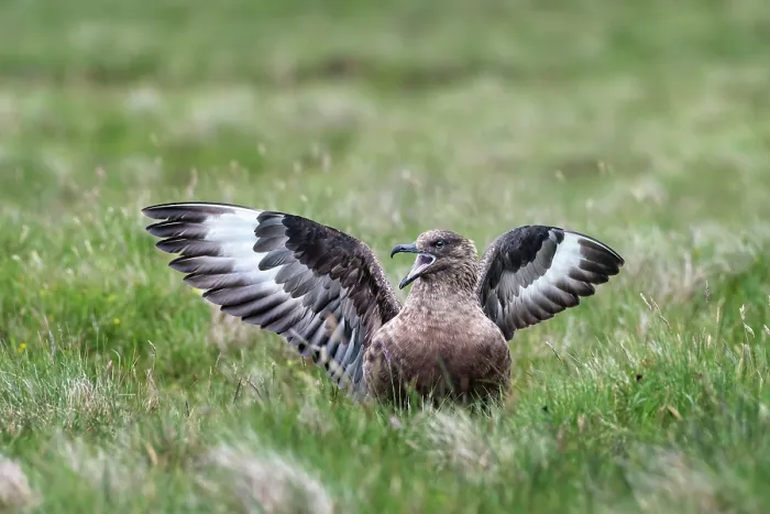 Framed Print : RF - Great skua (Stercorarius skua) showing aggressive display called long-call display, Hermaness National Scenic Area, Shetland, Scotland, UK. June Framed Print : RF - Great skua (Stercorarius skua) showing aggressive display called long-call display, Hermaness National Scenic Area, Shetland, Scotland, UK. June