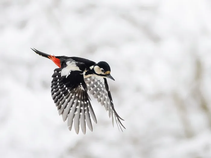 Framed Print : RF - Great spotted woodpecker (Picoides major) female, in flight in winter, Upper Bavaria, Germany. February Framed Print : RF - Great spotted woodpecker (Picoides major) female, in flight in winter, Upper Bavaria, Germany. February