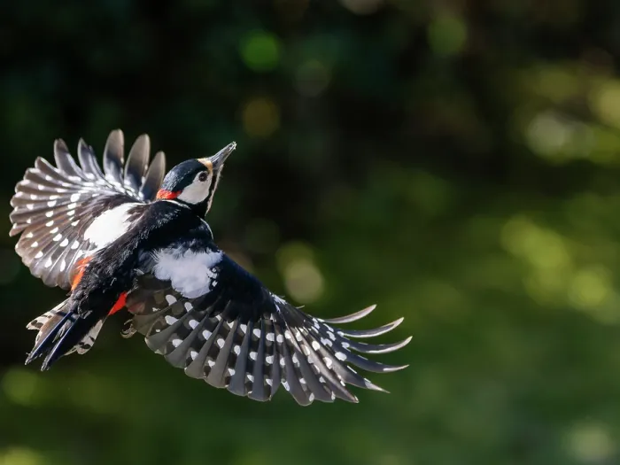 Framed Print : RF - Great spotted woodpecker (Picoides major) male in flight, Bavaria, Germany. February. (This image may be licensed either as rights managed or royalty free.) Framed Print : RF - Great spotted woodpecker (Picoides major) male in flight, Bavaria, Germany. February. (This image may be licensed either as rights managed or royalty free.)