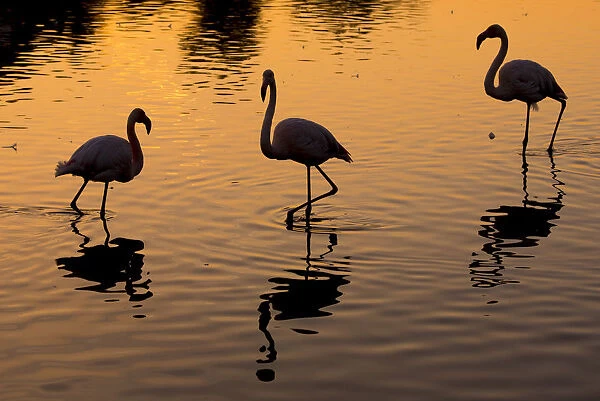 RF- Greater flamingo (Phoenicopterus roseus) group of three silhouetted at sunset