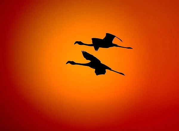 RF- Two Greater flamingos (Phoenicopterus ruber) flying across sunset sky, Namibia