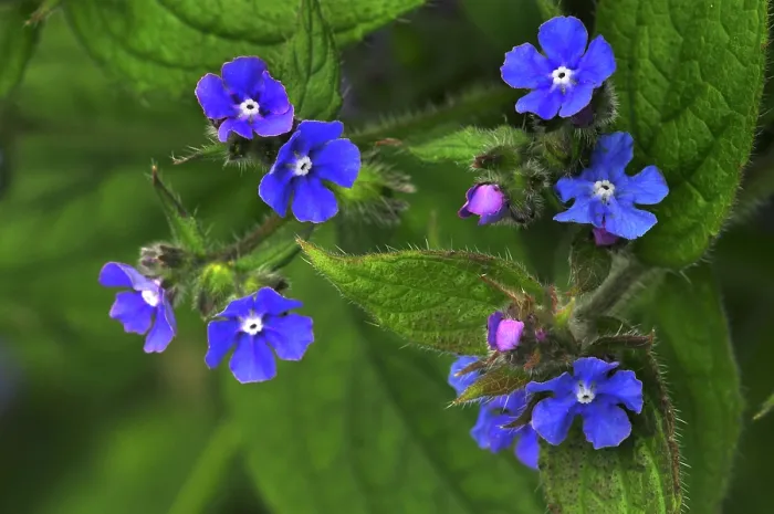 Framed Print : RF - Green alkanet (Pentaglottis sempervirens) in flower, Dorset, England, UK. April. (This image may be licensed either as rights managed or royalty free.) Framed Print : RF - Green alkanet (Pentaglottis sempervirens) in flower, Dorset, England, UK. April. (This image may be licensed either as rights managed or royalty free.)