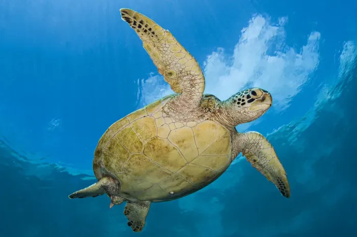 Framed Print : RF - Green sea turtle (Chelonia mydas) beneath clouds. Sipadan Island, Sabah, Borneo, Malaysia
