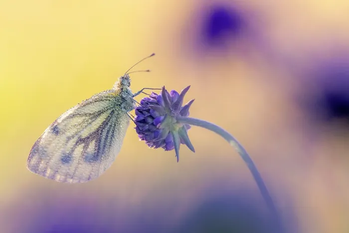Framed Print : RF - Green-veined white butterfly (Pieris napi) roosting among Field scabious flowers (Knautia arvensis), Volehouse Moor, Devon, England, UK. August Framed Print : RF - Green-veined white butterfly (Pieris napi) roosting among Field scabious flowers (Knautia arvensis), Volehouse Moor, Devon, England, UK. August