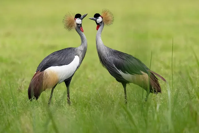 Framed Print : RF - Grey crowned cranes (Balearica regulorum gibbericeps) pair, courtship display, Kyawagonya Kaku swamp, Uganda. Endangered Framed Print : RF - Grey crowned cranes (Balearica regulorum gibbericeps) pair, courtship display, Kyawagonya Kaku swamp, Uganda. Endangered