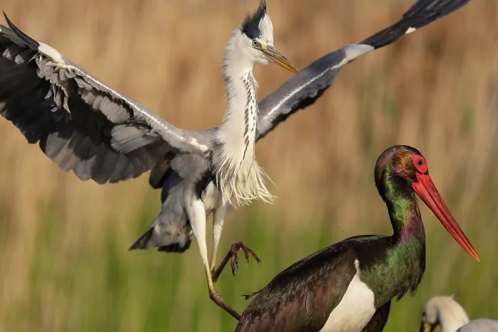 Framed Print : RF - Grey heron (Ardea cinerea) attacking a Black stork (Ciconia nigra), Pusztaszer, Kiskunsagi National Park, Hungary. May