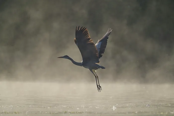 Framed Print : RF - Grey heron (Ardea cinerea) in flight over water in morning sunlight, Reddish Vale Country Park, Greater Manchester, UK. October Framed Print : RF - Grey heron (Ardea cinerea) in flight over water in morning sunlight, Reddish Vale Country Park, Greater Manchester, UK. October