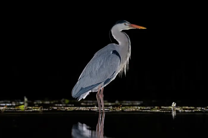 Framed Print : RF - Grey heron (Ardea cinerea) standing in pond at night, near Bourne, Lincolnshire, UK. March. (This image may be licensed either as rights managed or royalty free.) Framed Print : RF - Grey heron (Ardea cinerea) standing in pond at night, near Bourne, Lincolnshire, UK. March. (This image may be licensed either as rights managed or royalty free.)