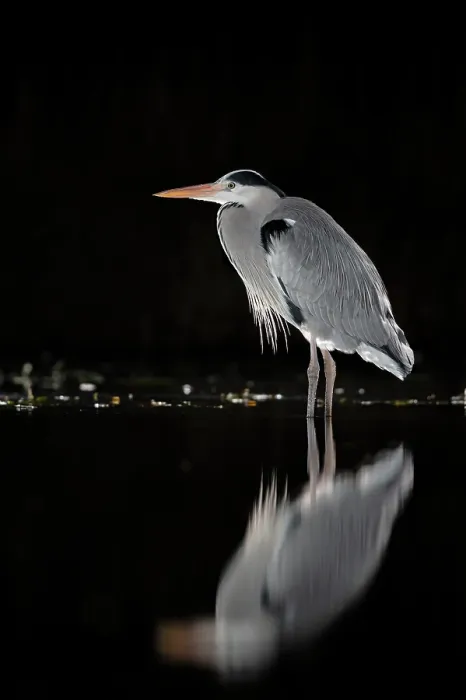 Framed Print : RF - Grey heron (Ardea cinerea) standing in pond at night, near Bourne, Lincolnshire, UK. January. (This image may be licensed either as rights managed or royalty free.) Framed Print : RF - Grey heron (Ardea cinerea) standing in pond at night, near Bourne, Lincolnshire, UK. January. (This image may be licensed either as rights managed or royalty free.)