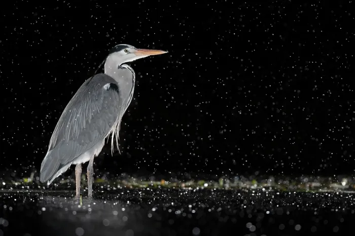 Framed Print : RF - Grey heron (Ardea cinerea) standing in pond at night in the rain, near Bourne, Lincolnshire, UK. January Framed Print : RF - Grey heron (Ardea cinerea) standing in pond at night in the rain, near Bourne, Lincolnshire, UK. January