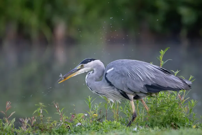 Framed Print : RF - Grey heron (Ardea cinerea) standing at water's edge with fish prey in beak, Peerdsbos, Brasschaat, Belgium. August Framed Print : RF - Grey heron (Ardea cinerea) standing at water's edge with fish prey in beak, Peerdsbos, Brasschaat, Belgium. August