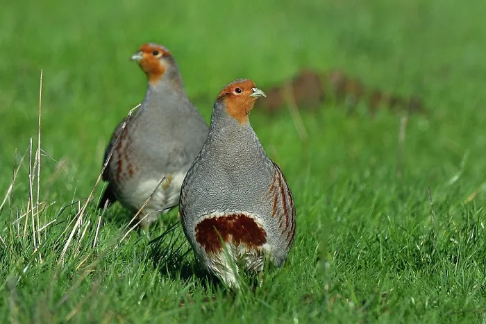 Framed Print : RF - Two Grey partridges (Perdix perdix) standing on grass, Vendee, France. January. (This image may be licensed either as rights managed or royalty free.) Framed Print : RF - Two Grey partridges (Perdix perdix) standing on grass, Vendee, France. January. (This image may be licensed either as rights managed or royalty free.)