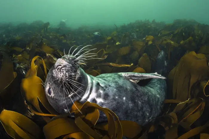 Framed Print : RF - Grey seal (Halichoerus grypus) relaxing in a bed of kelp (Laminaria digitata) Framed Print : RF - Grey seal (Halichoerus grypus) relaxing in a bed of kelp (Laminaria digitata)