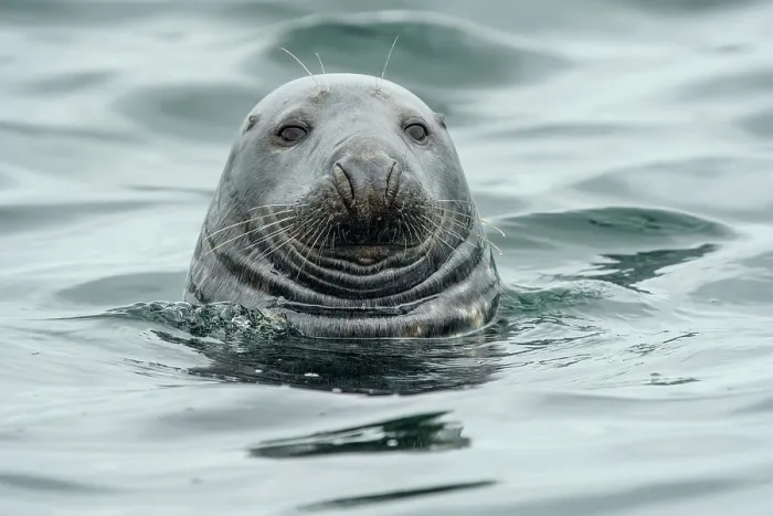 Framed Print : RF - Grey seal (Halichoerus grypus) at the water surface, Shetland Isles, Scotland, UK, Atlantic Ocean. (This image may be licensed either as rights managed or royalty free.) Framed Print : RF - Grey seal (Halichoerus grypus) at the water surface, Shetland Isles, Scotland, UK, Atlantic Ocean. (This image may be licensed either as rights managed or royalty free.)