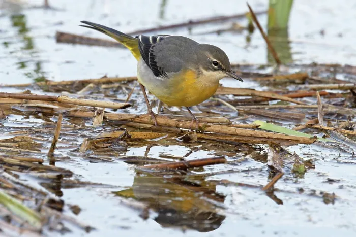 Framed Print : RF - Grey wagtail (Motacilla cinerea) winter plumage, foraging for insects, Norfolk, England, UK. November. (This image may be licensed either as rights managed or royalty free.) Framed Print : RF - Grey wagtail (Motacilla cinerea) winter plumage, foraging for insects, Norfolk, England, UK. November. (This image may be licensed either as rights managed or royalty free.)