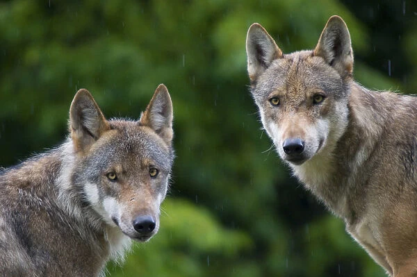 RF- Two Grey wolves (Canis lupus) head portraits with damp coats from rain shower