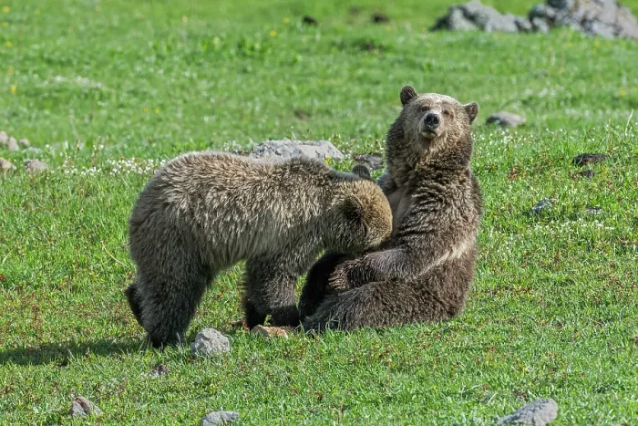 Framed Print : RF - Grizzly bear (Ursus arctos horribilis) female and cub resting in meadow, Yellowstone National Park, Wyoming, USA Framed Print : RF - Grizzly bear (Ursus arctos horribilis) female and cub resting in meadow, Yellowstone National Park, Wyoming, USA