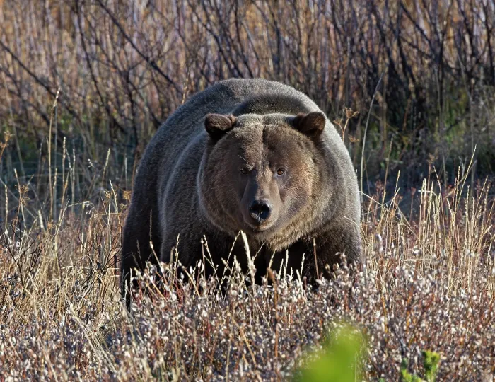 Framed Print : RF - Grizzly bear (Ursus arctos horribilis) portrait, Grand Teton National Park, Wyoming, USA. October. (This image may be licensed either as rights managed or royalty free.) Framed Print : RF - Grizzly bear (Ursus arctos horribilis) portrait, Grand Teton National Park, Wyoming, USA. October. (This image may be licensed either as rights managed or royalty free.)