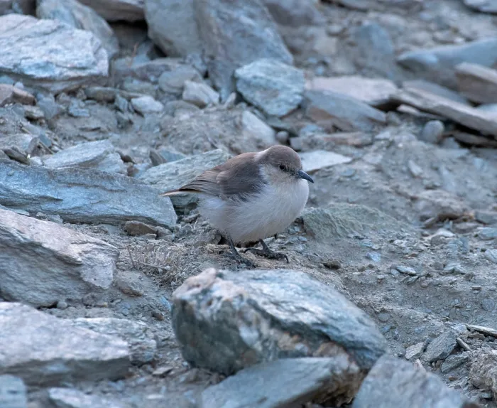 Framed Print : RF - Ground tit (Pseudopodoces humilis) perched on a rock, Hanle, Ladakh, India. (This image may be licensed either as rights managed or royalty free.)