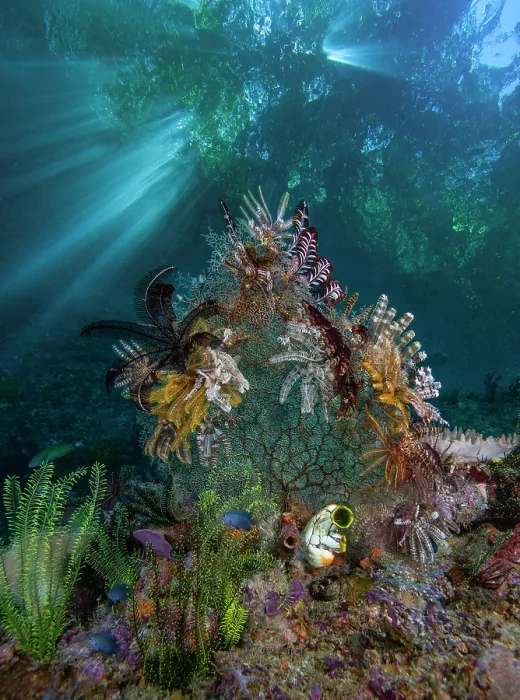 Framed Print : RF - Group of Feather stars (Crinoidea) resting on an unidentified coral sea fan, Raja Ampat, Indonesia, Pacific Ocean Framed Print : RF - Group of Feather stars (Crinoidea) resting on an unidentified coral sea fan, Raja Ampat, Indonesia, Pacific Ocean