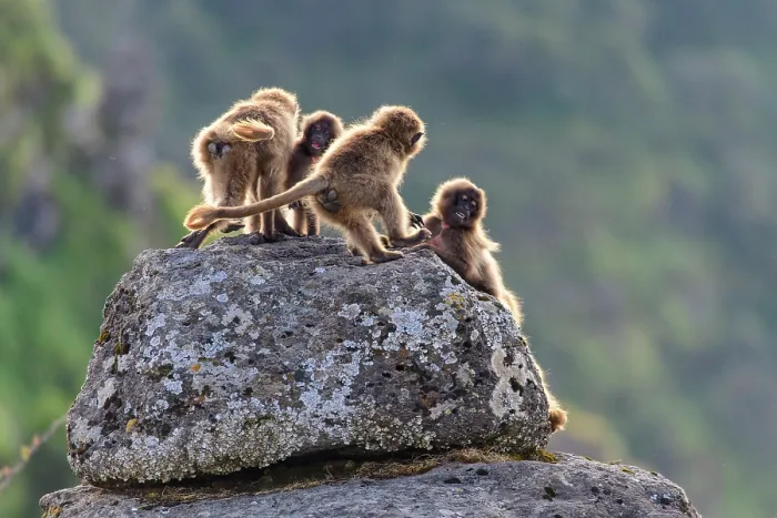Framed Print : RF - Group of Gelada baboon (Theropithecus gelada) juveniles playing on a rock, Simien Mountains, Ethiopia. (This image may be licensed either as rights managed or royalty free.)