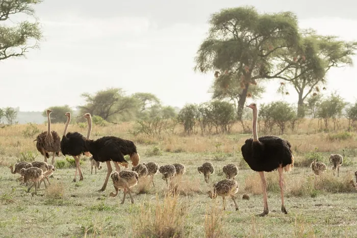 Framed Print : RF - Group of Masai ostriches (Struthio camelus massaicus) with chicks, three ostrich families team up to care for 42 chicks, Tarangire National Park, Tanzania Framed Print : RF - Group of Masai ostriches (Struthio camelus massaicus) with chicks, three ostrich families team up to care for 42 chicks, Tarangire National Park, Tanzania