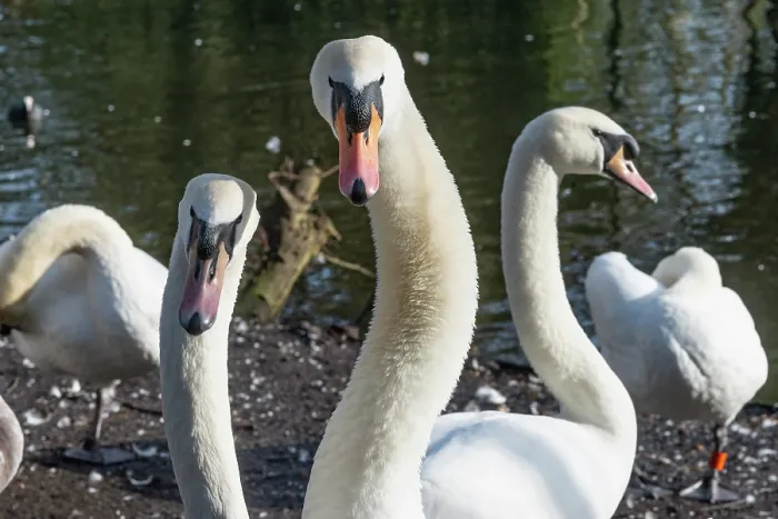 Framed Print : RF - Group of Mute swans (Cygnus olor) at water's edge, Eagle Pond, Epping Forest, Essex, UK. February. (This image may be licensed either as rights managed or royalty free.) Framed Print : RF - Group of Mute swans (Cygnus olor) at water's edge, Eagle Pond, Epping Forest, Essex, UK. February. (This image may be licensed either as rights managed or royalty free.)