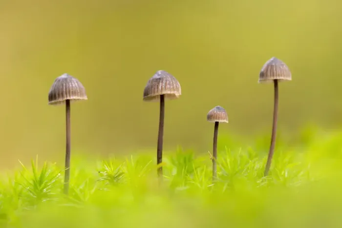 Framed Print : RF - Group of four Mycena toadstools on mossy stump. The New Forest, Hampshire, UK. October. (This image may be licensed either as rights managed or royalty free) Framed Print : RF - Group of four Mycena toadstools on mossy stump. The New Forest, Hampshire, UK. October. (This image may be licensed either as rights managed or royalty free)