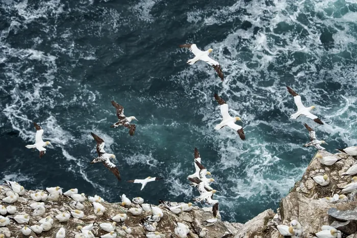 Framed Print : RF - Group of Northern gannets (Morus bassanus) heading out to sea, Hermaness National Nature Reserve, Shetland, Scotland, Atlantic Ocean. August