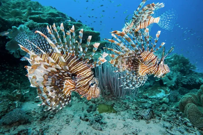 Framed Print : RF - Group of Red lionfish (Pterois volitans) engaging in cooperative hunting over coral reef, displaying aggression with venomous spines erect, possible defensive behaviour Framed Print : RF - Group of Red lionfish (Pterois volitans) engaging in cooperative hunting over coral reef, displaying aggression with venomous spines erect, possible defensive behaviour
