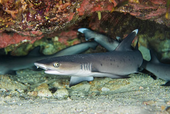 Framed Print : RF - Group of Whitetip reef sharks (Triaenodon obesus) juveniles, sheltering beneath an overhang on a coral reef, Misool, Raja Ampat, West Papua, Indonesia, Ceram Sea Framed Print : RF - Group of Whitetip reef sharks (Triaenodon obesus) juveniles, sheltering beneath an overhang on a coral reef, Misool, Raja Ampat, West Papua, Indonesia, Ceram Sea