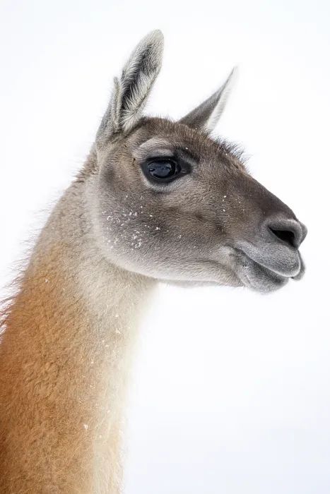 Framed Print : RF - Guanaco (Lama guanicoe) head portrait, Torres del Paine National Park, Patagonia, Chile. (This image may be licensed either as rights managed or royalty free.) Framed Print : RF - Guanaco (Lama guanicoe) head portrait, Torres del Paine National Park, Patagonia, Chile. (This image may be licensed either as rights managed or royalty free.)