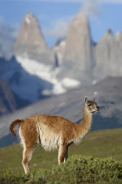 RF - Guanaco (Lama guanicoe) standing in front of mountain towers of Paine