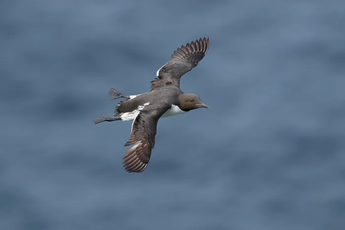 Framed Print : RF - Guillemot (Uria aalge) in flight over the sea, Varanger, Norway. July. (This image may be licensed either as rights managed or royalty free.) Framed Print : RF - Guillemot (Uria aalge) in flight over the sea, Varanger, Norway. July. (This image may be licensed either as rights managed or royalty free.)