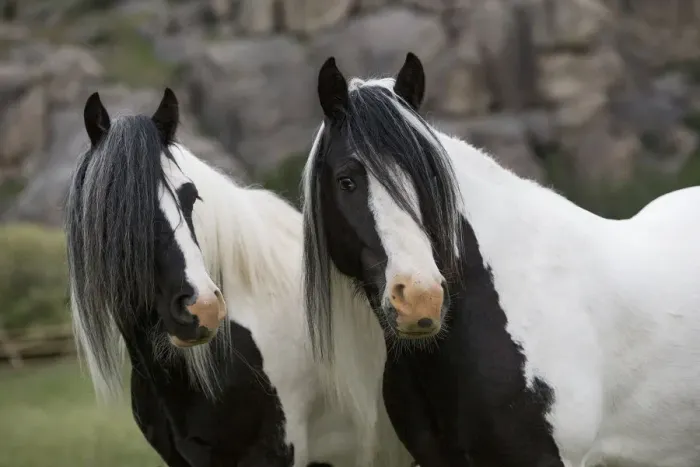 Framed Print : RF - Two Gypsy vanner geldings standing together looking away, Greyrock, Wyoming, USA