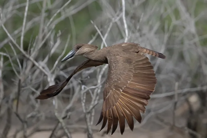 Framed Print : RF - Hamerkop (Scopus umbretta) in flight, Allahein river, The Gambia. (This image may be licensed either as rights managed or royalty free.) Framed Print : RF - Hamerkop (Scopus umbretta) in flight, Allahein river, The Gambia. (This image may be licensed either as rights managed or royalty free.)