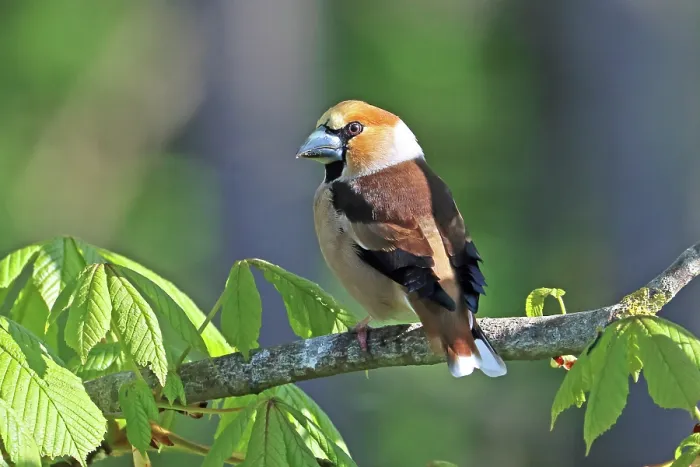 Framed Print : RF - Hawfinch (Coccothraustes coccothraustes) male, perched in Chestnut tree, Denmark. May. (This image may be licensed either as rights managed or royalty free.) Framed Print : RF - Hawfinch (Coccothraustes coccothraustes) male, perched in Chestnut tree, Denmark. May. (This image may be licensed either as rights managed or royalty free.)
