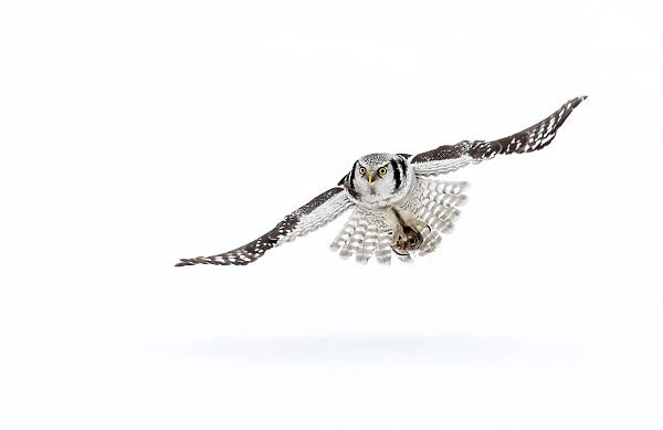 RF- Hawk owl (Surnia ulula) in flight, Finland. March